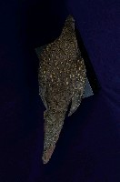 藍腹鷴藏品圖，第8張